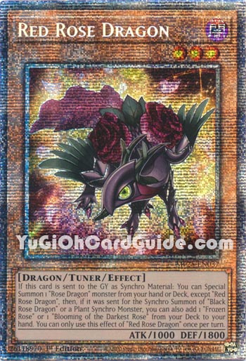 Yu-Gi-Oh Card: Red Rose Dragon